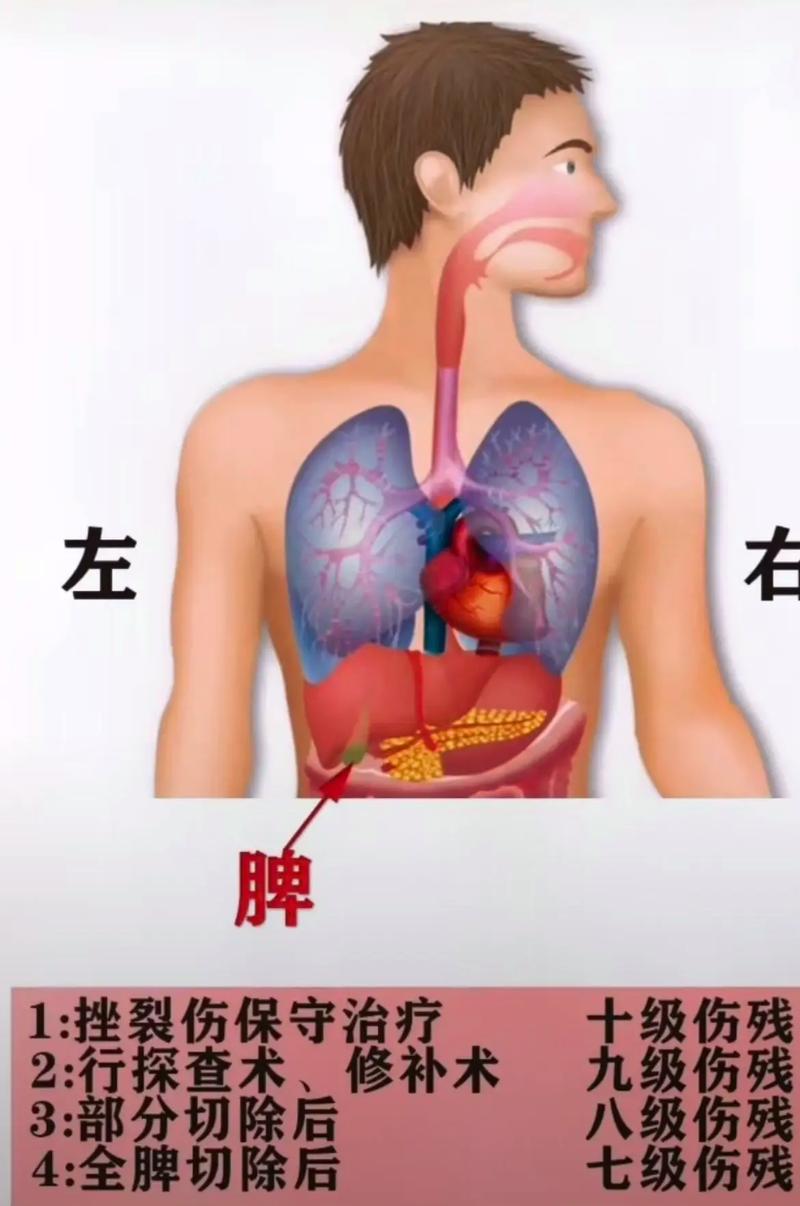 一至十级伤残标准详解与权益保障指南